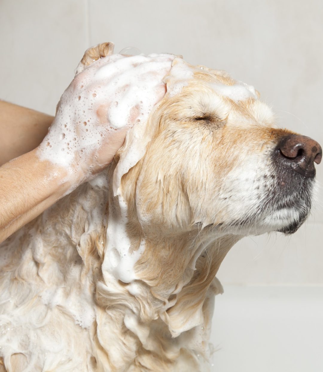 Dog Groomer Malta Dog DayCare Malta Dog Spa Malta LA Pet Spa LA